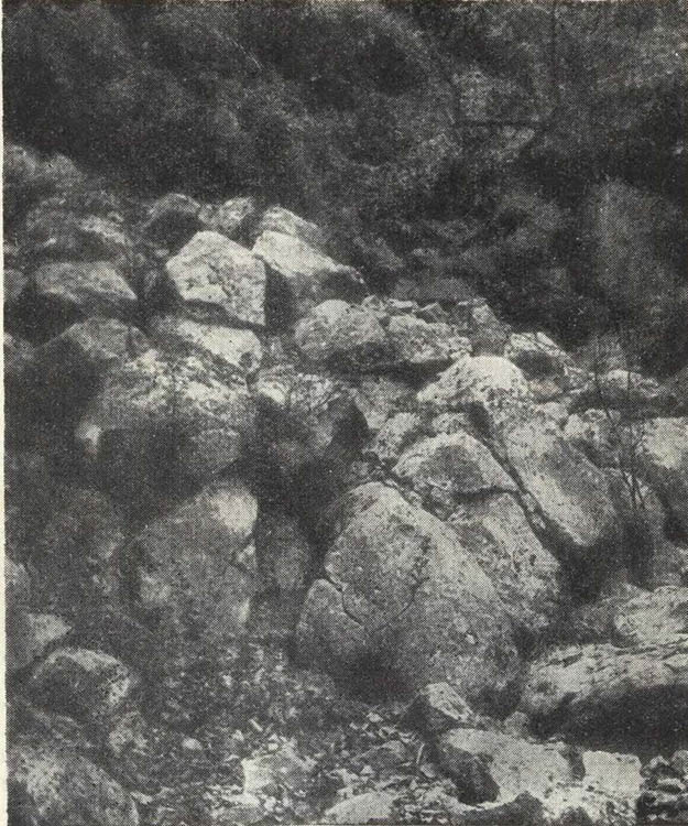 Остатки крепиды. Фото