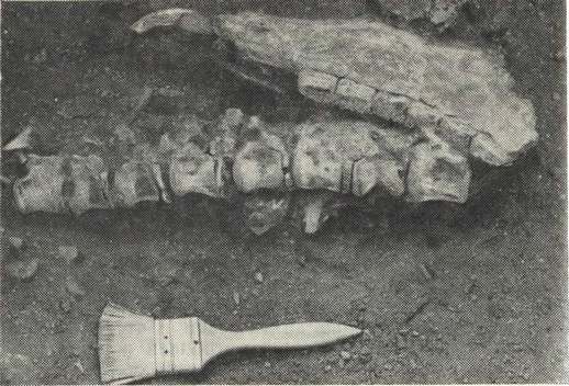 Позвонки и челюсть ископаемой дикой лошади