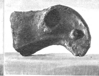 Голова баранчика