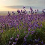 В Алуште 9 июля (воскресенье) пройдет фестиваль лаванды