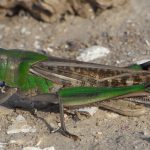 (Русский) Крым атаковала саранча (Русский) Крым атаковала саранча