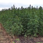 (Русский) В Судаке полицейские выявили факты незаконного выращивания конопли